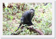 03LakeManyara - 74 * Samango Monkey.